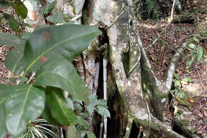 Guided Primeval Nature Walk Tour in Primeval Forest National Park - Stop 4: Jaws Beach