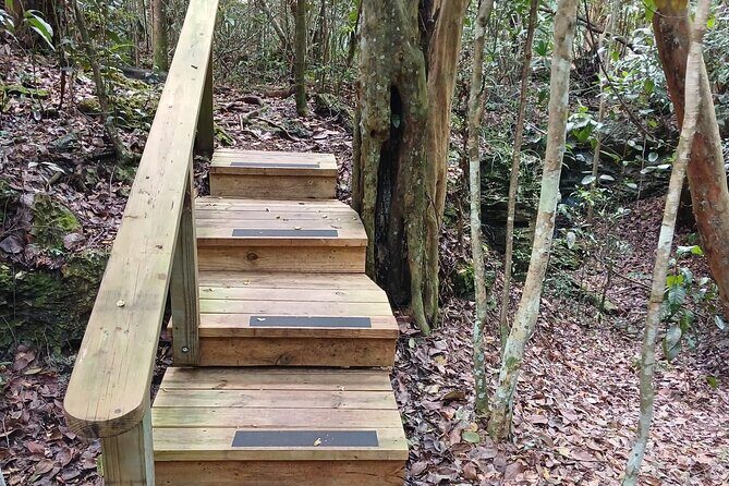 Guided Primeval Nature Walk Tour in Primeval Forest National Park - What This Tour Means for Travelers