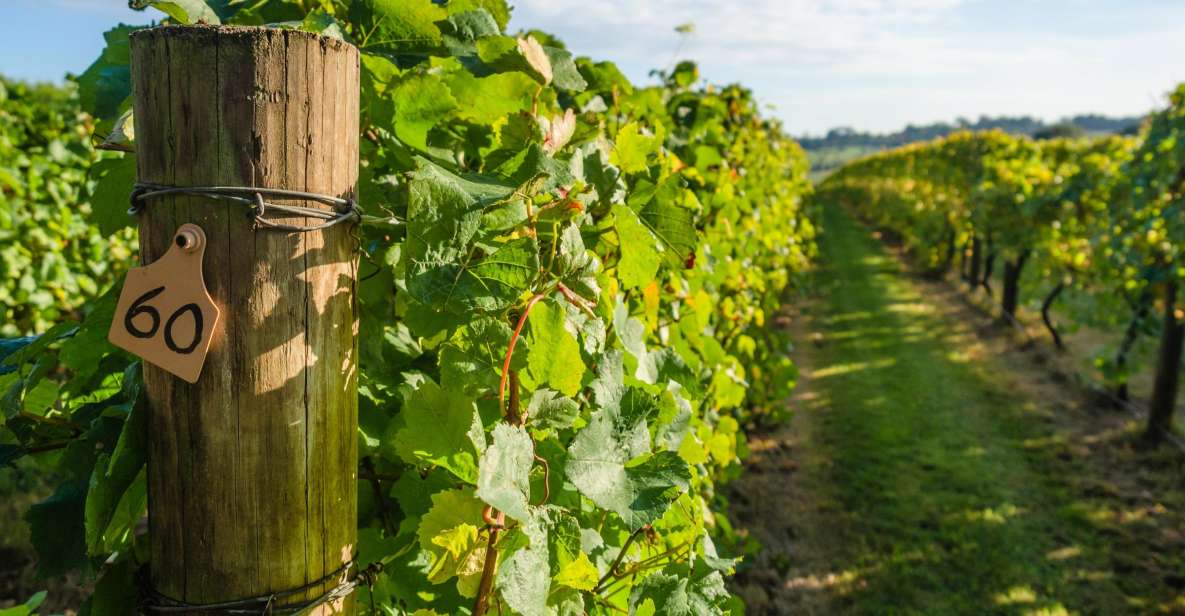 Guided Private Wine Tour to Napa and Sonoma Wine Country - Important Information