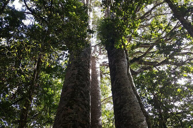 Guided Puketi Kauri Forest Tour in Bay of Islands - Exploring the Itinerary in Detail