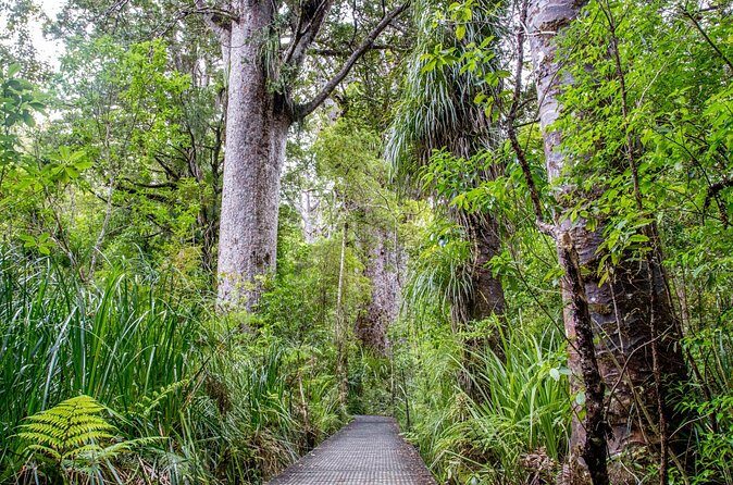 Guided Puketi Kauri Forest Tour in Bay of Islands - Authentic Experiences and Traveler Feedback