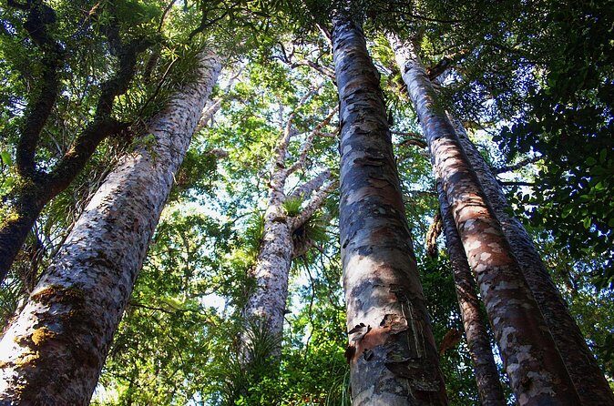 Guided Puketi Kauri Forest Tour in Bay of Islands - The Sum Up: Who Will Love This Tour?