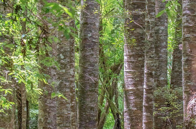 Guided Puketi Kauri Forest Tour in Bay of Islands - FAQ
