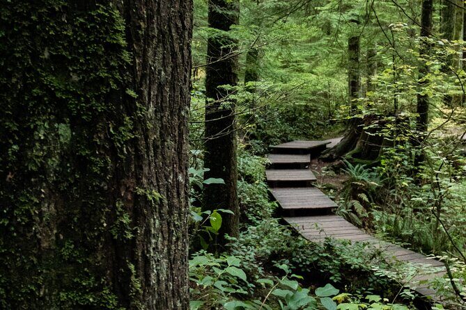 Guided Rainforest & Suspension Bridge Private Hike - Discover Vancouver’s Hidden Rainforest