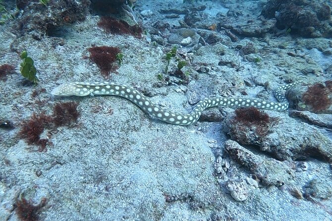 Guided Reef Snorkeling Tour in Pompano Beach Review - Customer Reviews