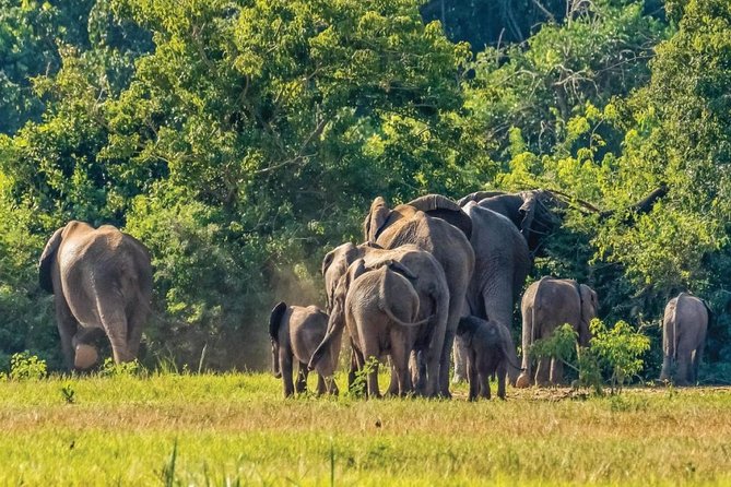 Guided Safari to Murchison Falls From Masindi - Accessibility and Accommodations