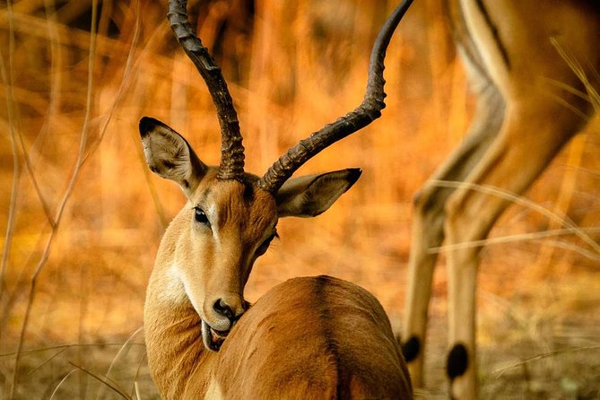 Guided Safari to Murchison Falls From Masindi - Meeting Point and Pickup