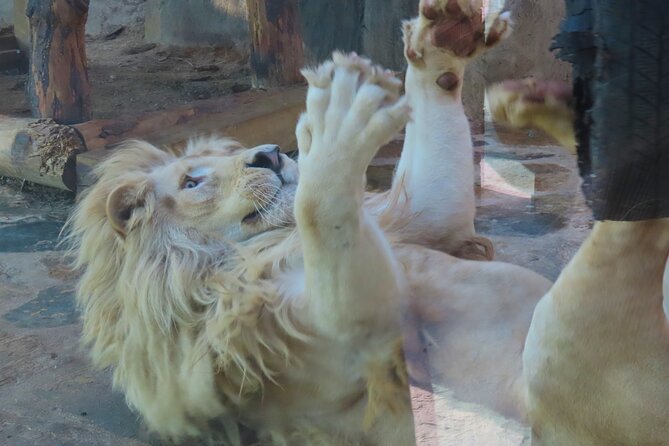 Guided Sapanca Lake Mahmudiye and Masukiye Tour With Cable Car - Customer Feedback