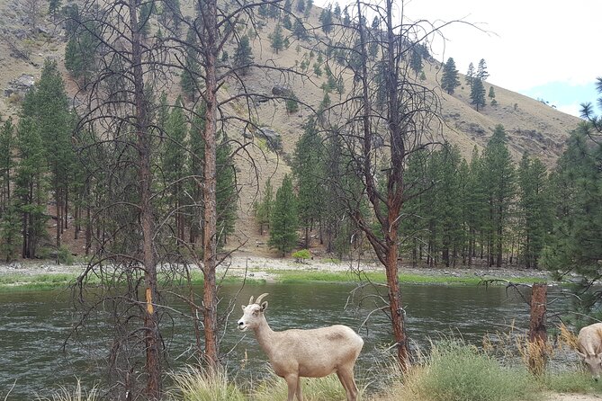 Guided Scenic Float Day Trip on the Salmon River - Inclusions and Amenities
