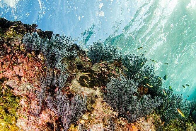 Guided Scuba Diving in Cabo Pulmo - FAQ