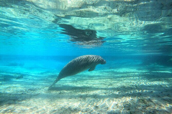 Guided Semi-Private Snorkel Tour (w/ FREE Photos!) - A Closer Look at the Experience