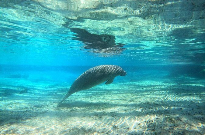 Guided Semi-Private Snorkel Tour (w/ FREE Photos!) - Frequently Asked Questions