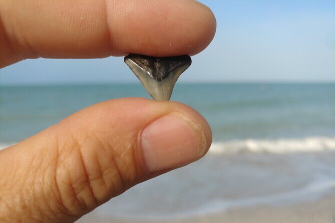 Guided Shark Tooth and Seashell Hunting Eco Tour on Manasota Key - Why This Tour Offers Great Value