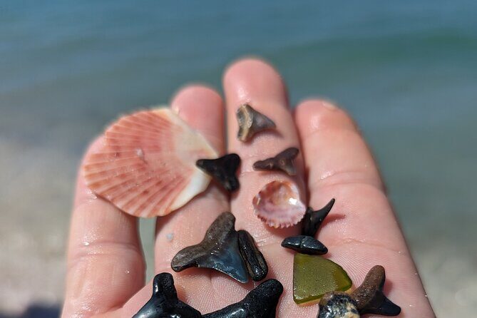 Guided Shark Tooth and Seashell Hunting Eco Tour on Manasota Key - Final Thoughts