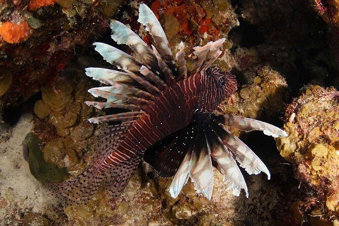 Guided Shore Dive for Certified Divers with Scubaçao (1 tank) - The Sum Up: Why This Dive Tour Is Worth Considering