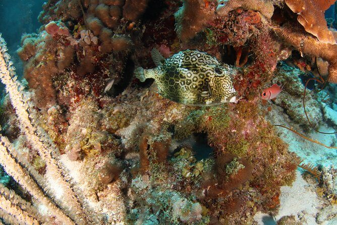 Guided Shore Dive for Certified Divers with Scubaçao (2 tank) - The Value of the Experience