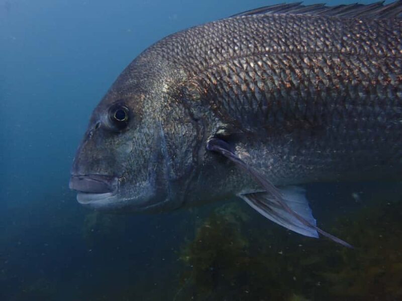 Guided Shore Dive Tour for Certified Divers - An In-Depth Look at the Guided Shore Dive at Goat Island