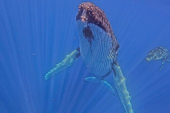 Guided Small Group Whale Watching and Swim Tour Tahiti - Introduction