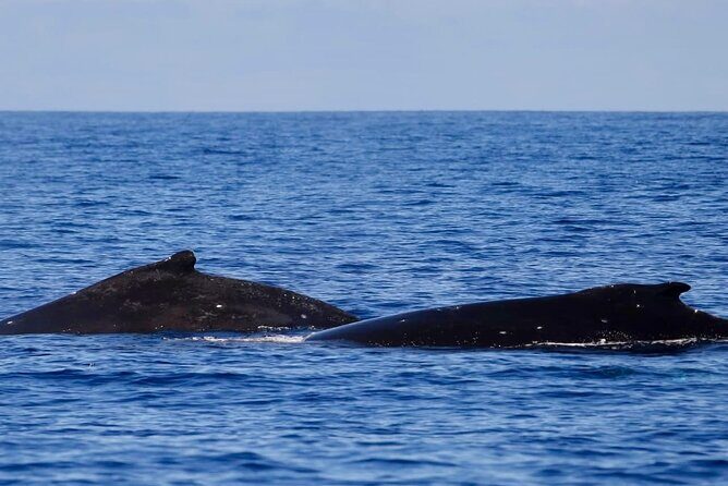 Guided Small Group Whale Watching and Swim Tour Tahiti - Key Points