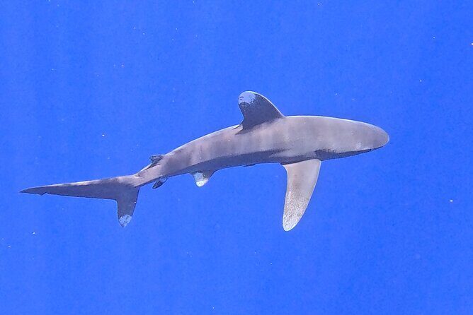 Guided Small Group Whale Watching and Swim Tour Tahiti - The Sum Up: Who Is This Tour For?