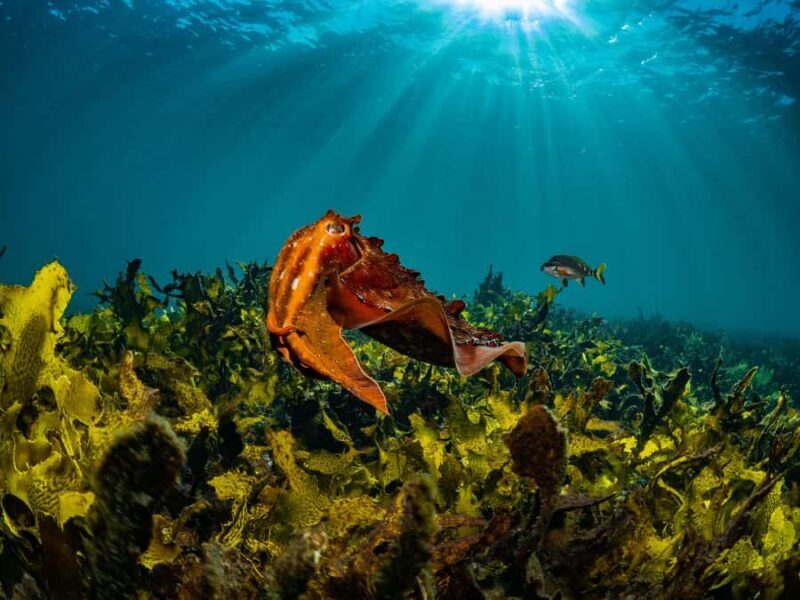 Guided Snorkel Tour at Australias most iconic beach - Pricing and Value