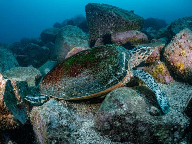 Guided Snorkel Tour at Australias most iconic beach - Additional Insights from Participants