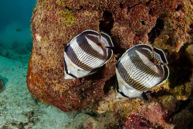 Guided Snorkel Tour at the Best Reef from shore on Curacao - Blue Bay Beach - What We Love About This Tour