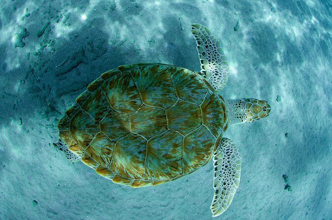 Guided Snorkel Tour at the Best Reef from shore on Curacao - Blue Bay Beach - The Sum Up