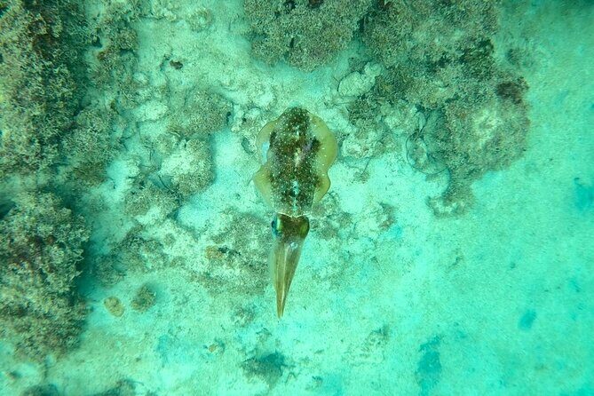 Guided Snorkeling adventure in San Juan - The Sum Up