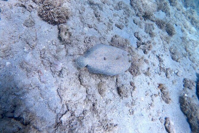 Guided Snorkeling adventure in San Juan - Frequently Asked Questions