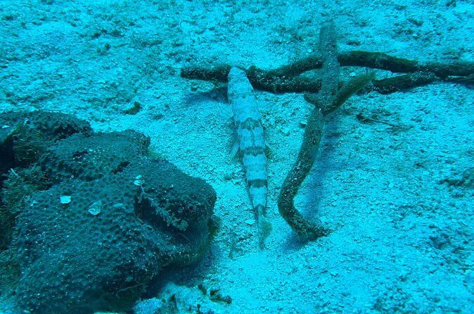 Guided Snorkeling at the Anchor and Cannon Reef in Negril - What Travelers Say