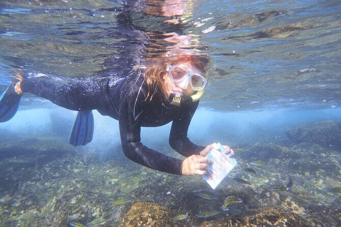 Guided Snorkeling Experience - Key Points