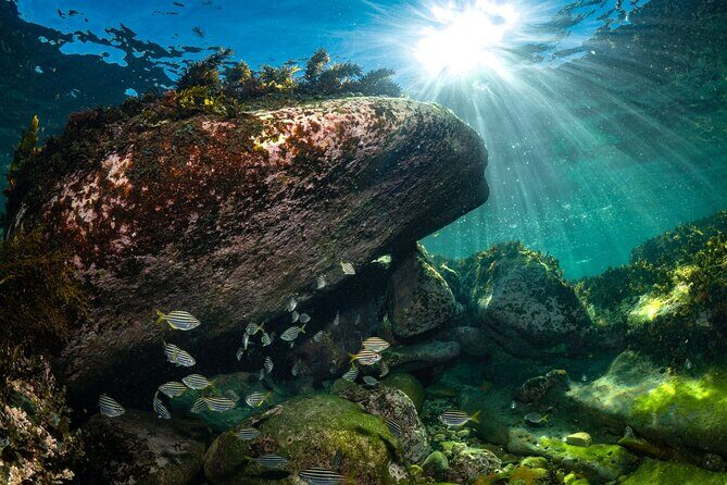 Guided Snorkeling Experience in Bondi - Who Will Love This Experience?