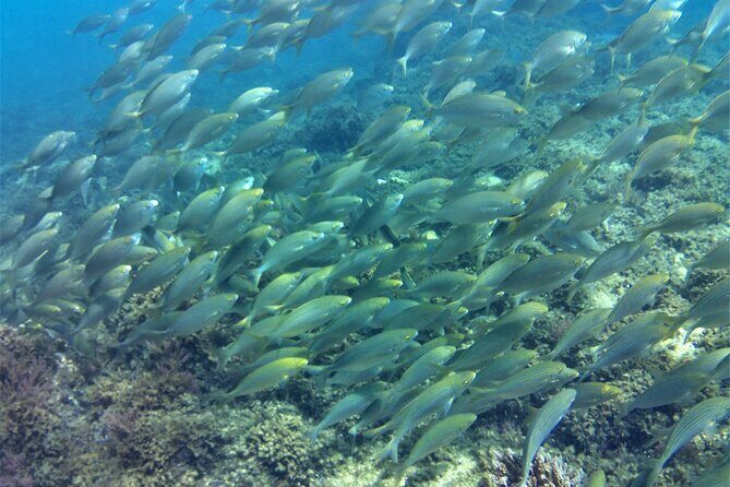 Guided snorkeling route in the Strait Natural Park - FAQ