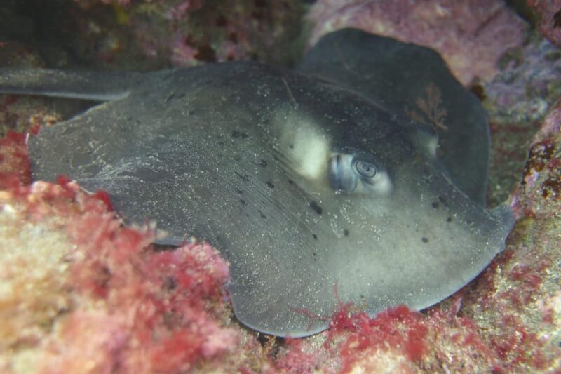 Guided Snorkelling Experience in South of Gran Canaria - Booking and Cancellation