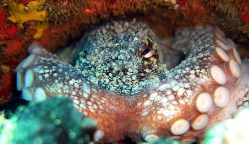 Guided Snorkelling Experience in South of Gran Canaria - Snorkeling Itinerary and Sites