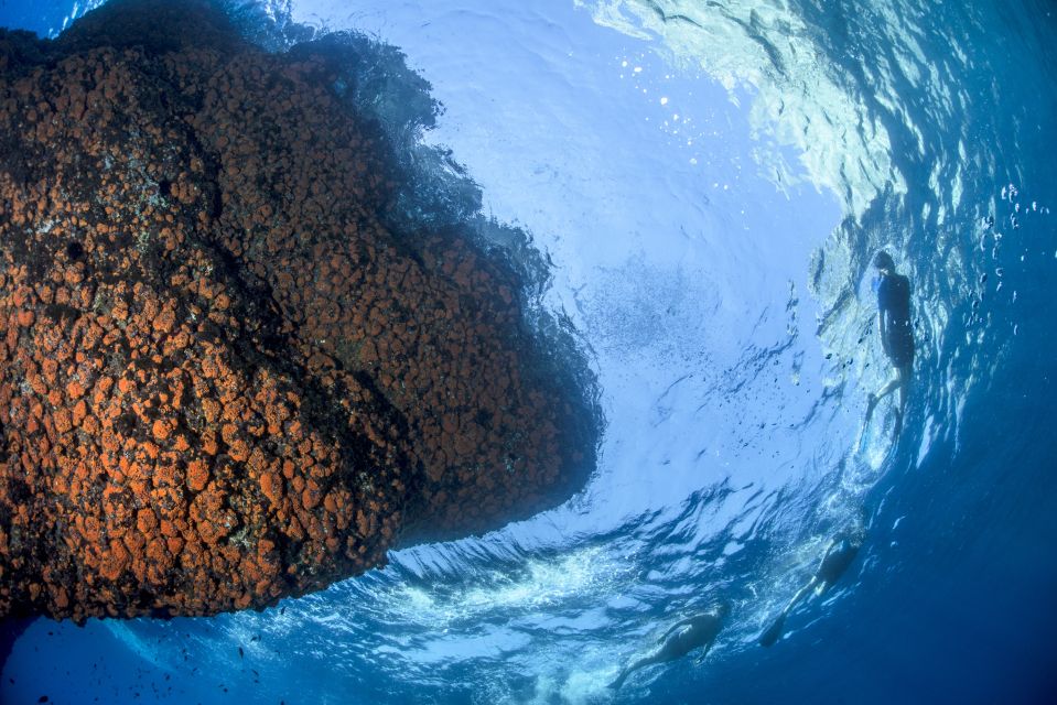 Guided Snorkelling With a Marine Biologist From Sorrento - Cancellation Policy