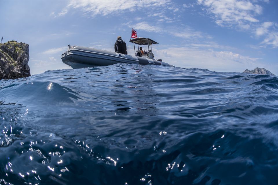 Guided Snorkelling With a Marine Biologist From Sorrento - Snorkeling With a Marine Biologist