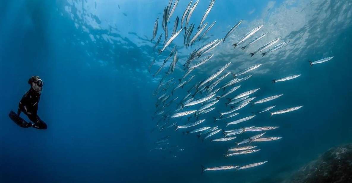 Guided Snorkelling With a Marine Biologist From Sorrento - Boat Tour in Sorrento Area