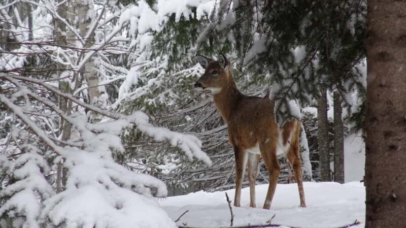 Guided Snowshoe Tour in Mont-Tremblant - The Sum Up
