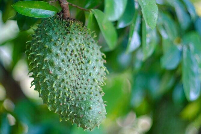 Guided Tasting of 15+ Tropical Fruits in Playa del Carmen - FAQ