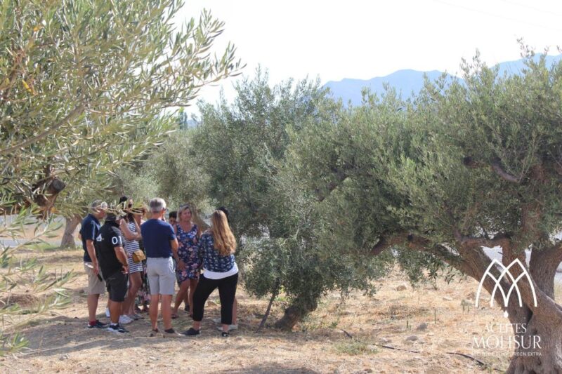 Guided Tour and Oil Tasting at the Aceites Molisur Factory - Highlights of the Experience