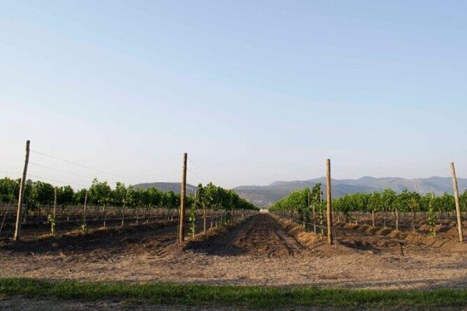 Guided tour and tasting of 4 wines at Viñedo Dos Búhos - Key Points