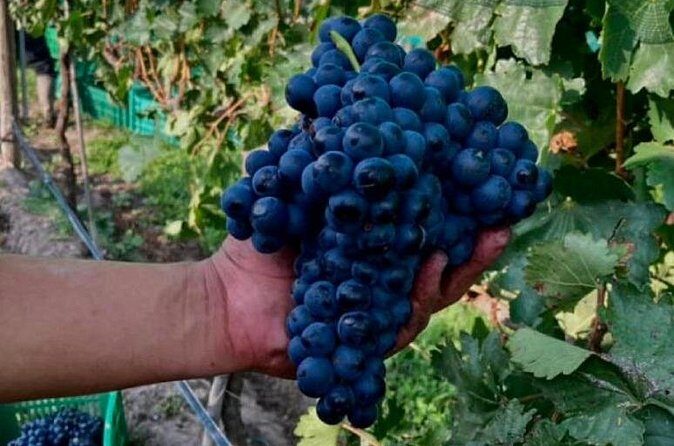 Guided tour and tasting of 4 wines at Viñedo Dos Búhos - The Sum Up