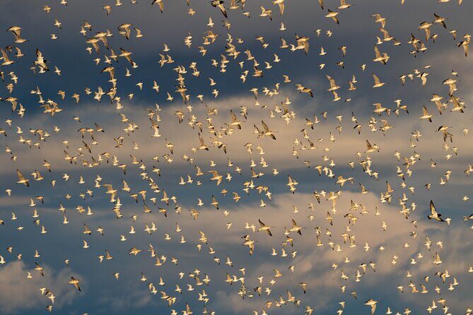 Guided Tour at Pukorokoro Shorebird Centre - Introduction