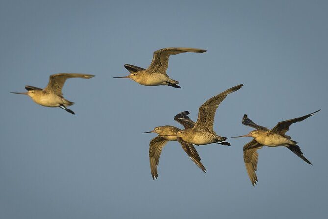 Guided Tour at Pukorokoro Shorebird Centre - Exploring the Shorebird Coast: What to Expect