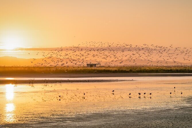 Guided Tour at Pukorokoro Shorebird Centre - The Sum Up