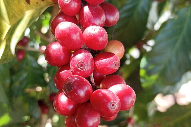 Guided Tour Coatepec Coffee Tour - FAQ about the Coatepec Coffee Tour