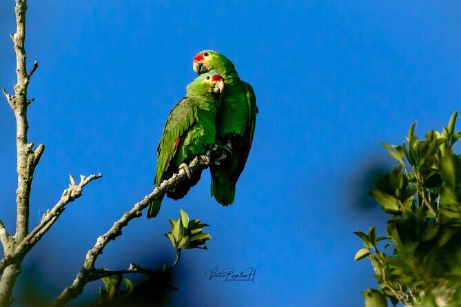 Guided Tour in Costa Maya Chacchoben Ruins History - An In-Depth Look at the Costa Maya Chacchoben Tour