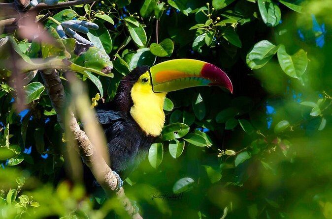 Guided Tour in Costa Maya Chacchoben Ruins History - Final Words